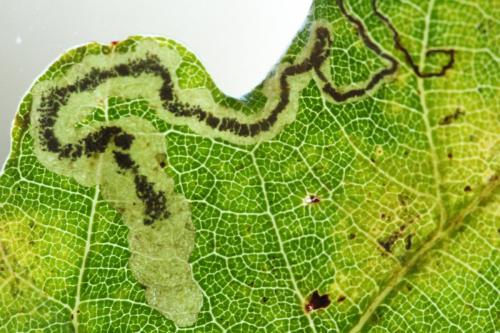 Réf. 242 590 : Stigmella sp.